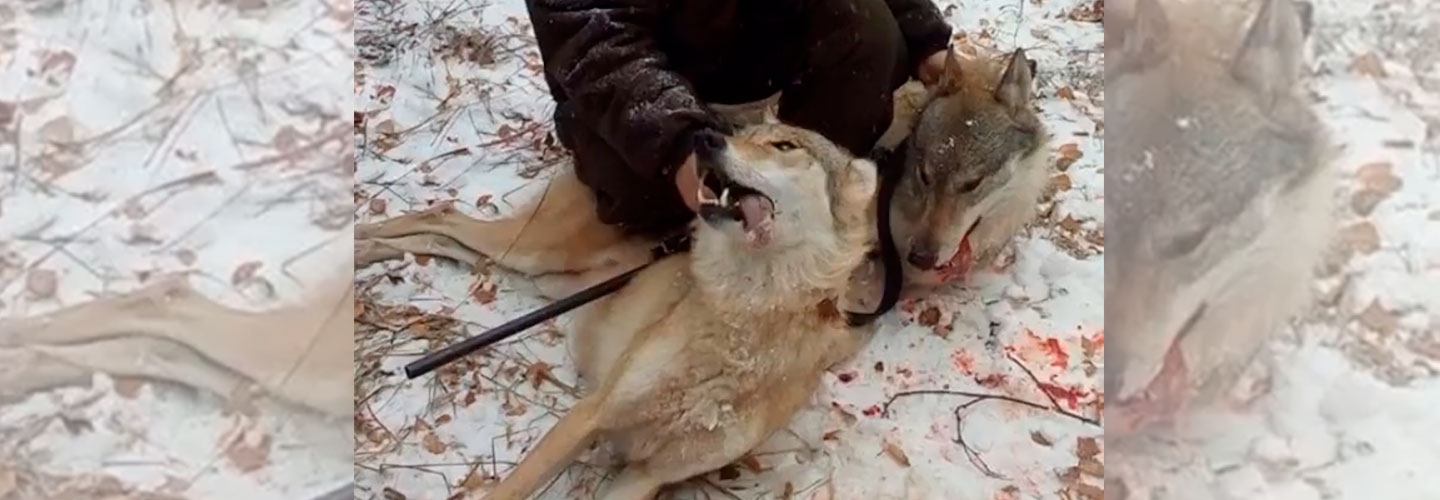 Teglskovens Hunting - jagtrejser til Rusland